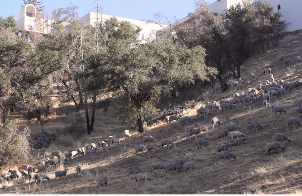 Sterling Rising: Fire Mitigation and Stunning New Views